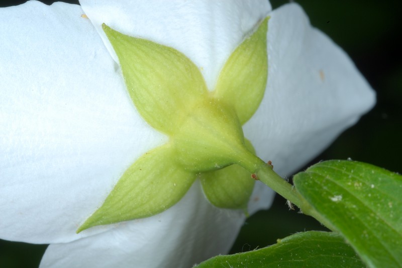 Scentless Mock Orange photo 3