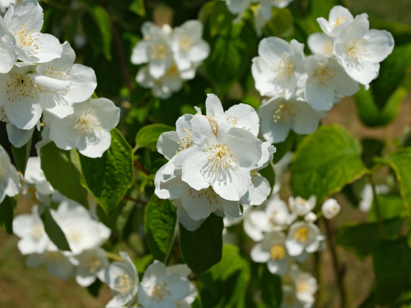 Scentless Mock Orange photo 4