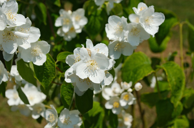 Scentless Mock Orange photo 5