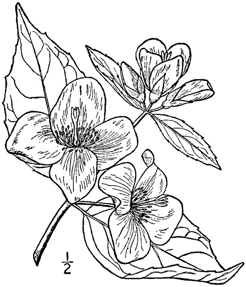 Scentless Mock Orange