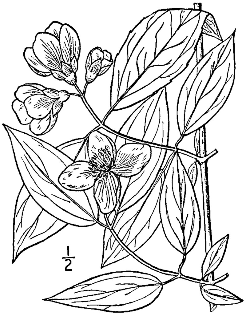 Scentless Mock Orange photo 6
