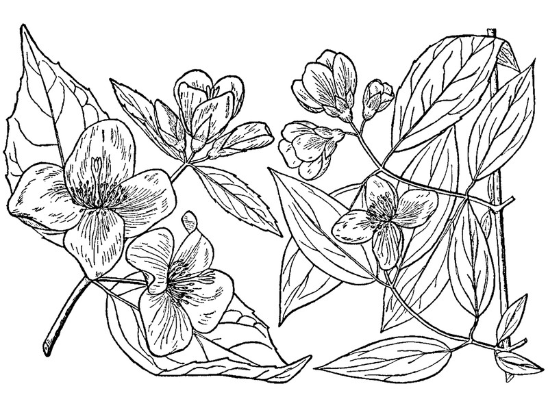 Scentless Mock Orange photo 7