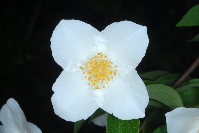 Scentless Mock Orange