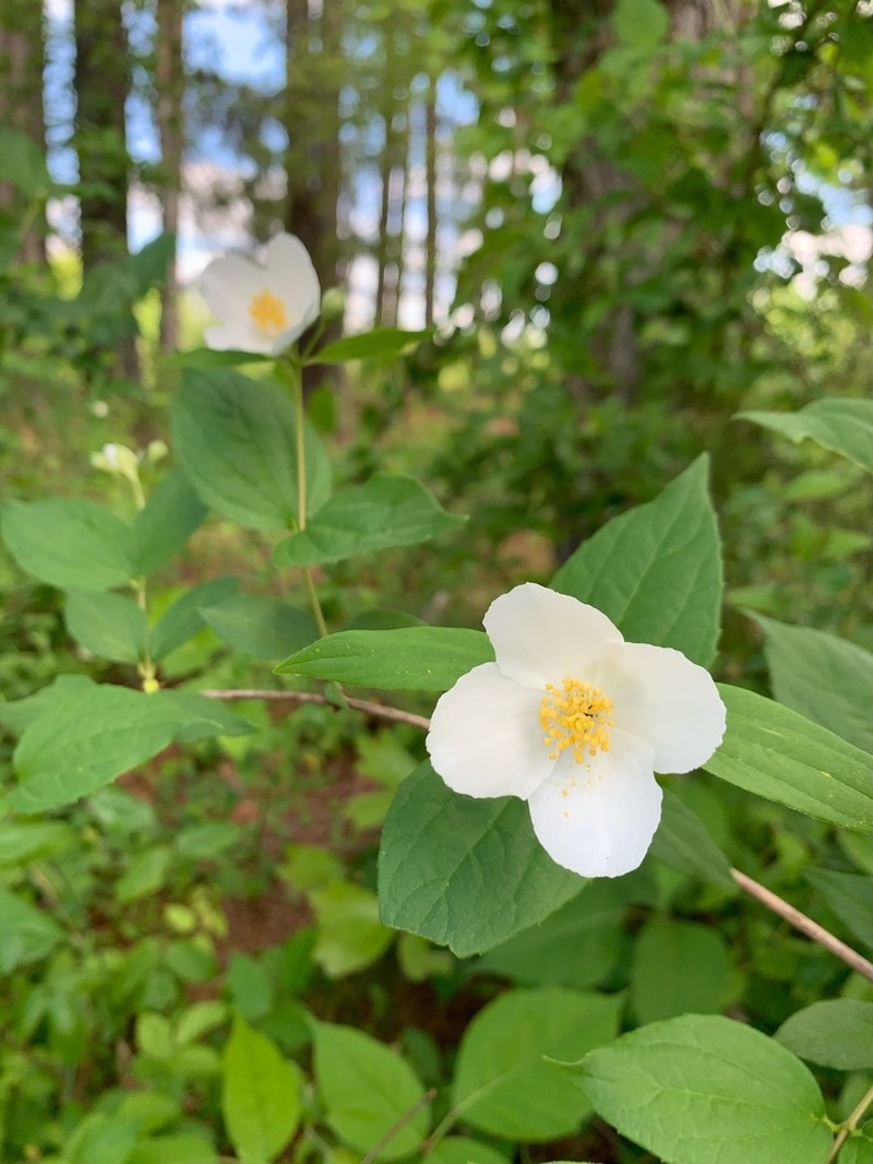Scentless Mock Orange photo 2