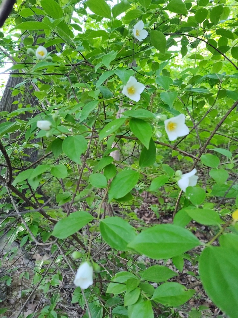 Scentless Mock Orange photo 4