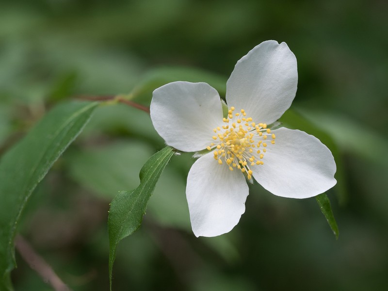 Scentless Mock Orange photo 5