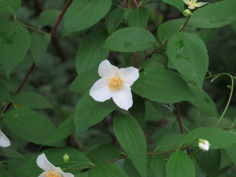 Scentless Mock Orange photo 7
