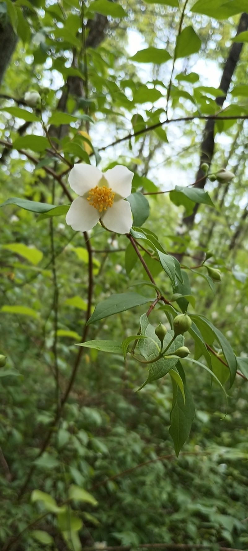 Scentless Mock Orange photo 8