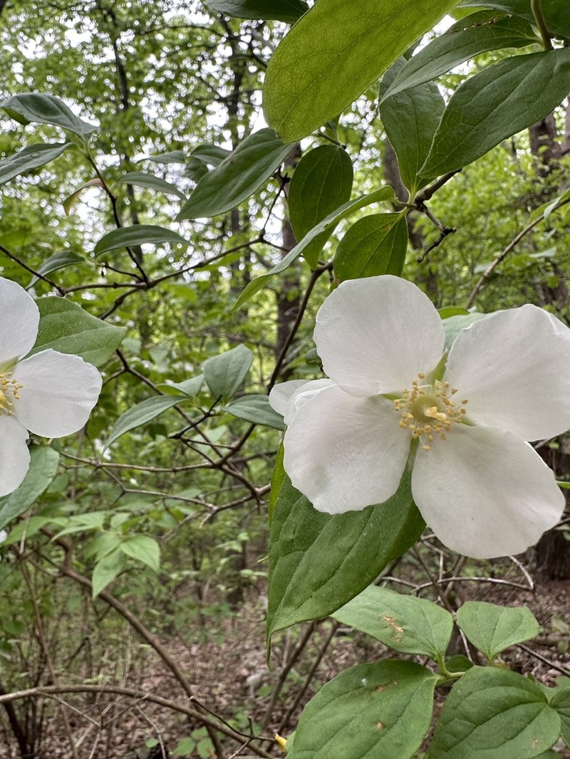 Florida Mock Orange photo 3