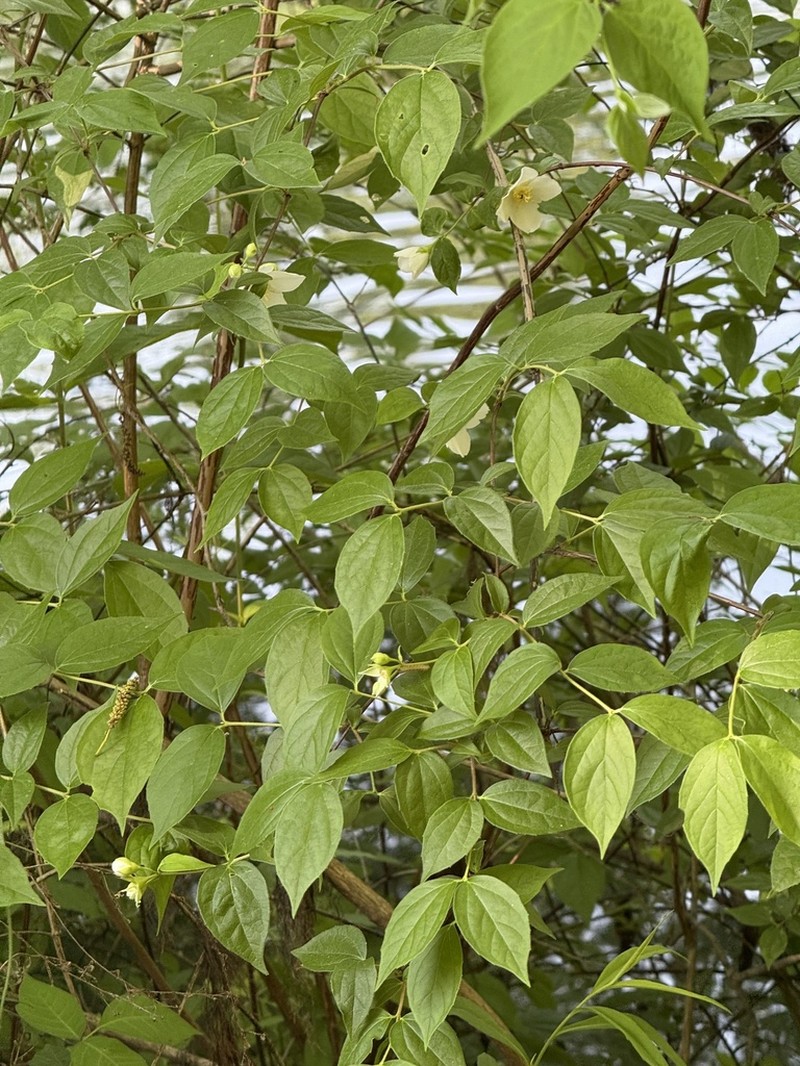 Florida Mock Orange photo 6
