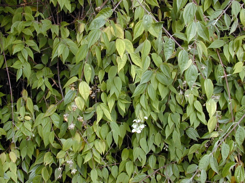Evergreen Mock Orange photo 4