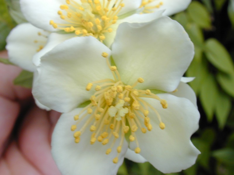 Evergreen Mock Orange photo 5