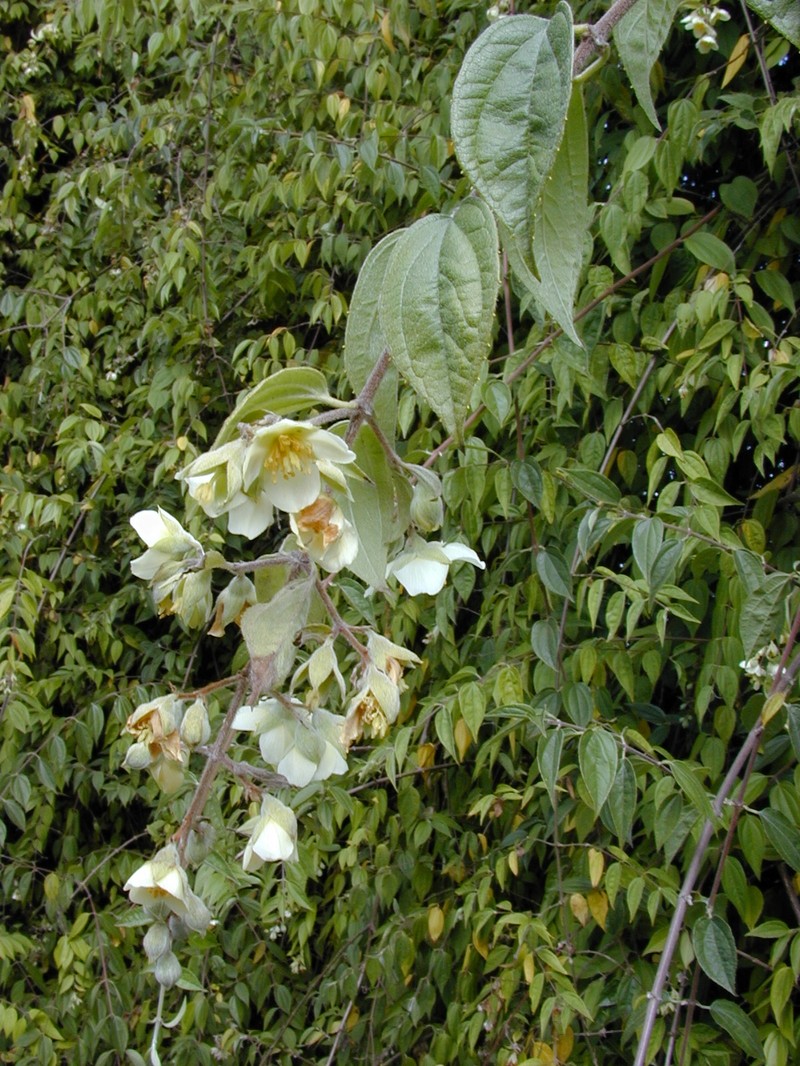 Evergreen Mock Orange photo 6