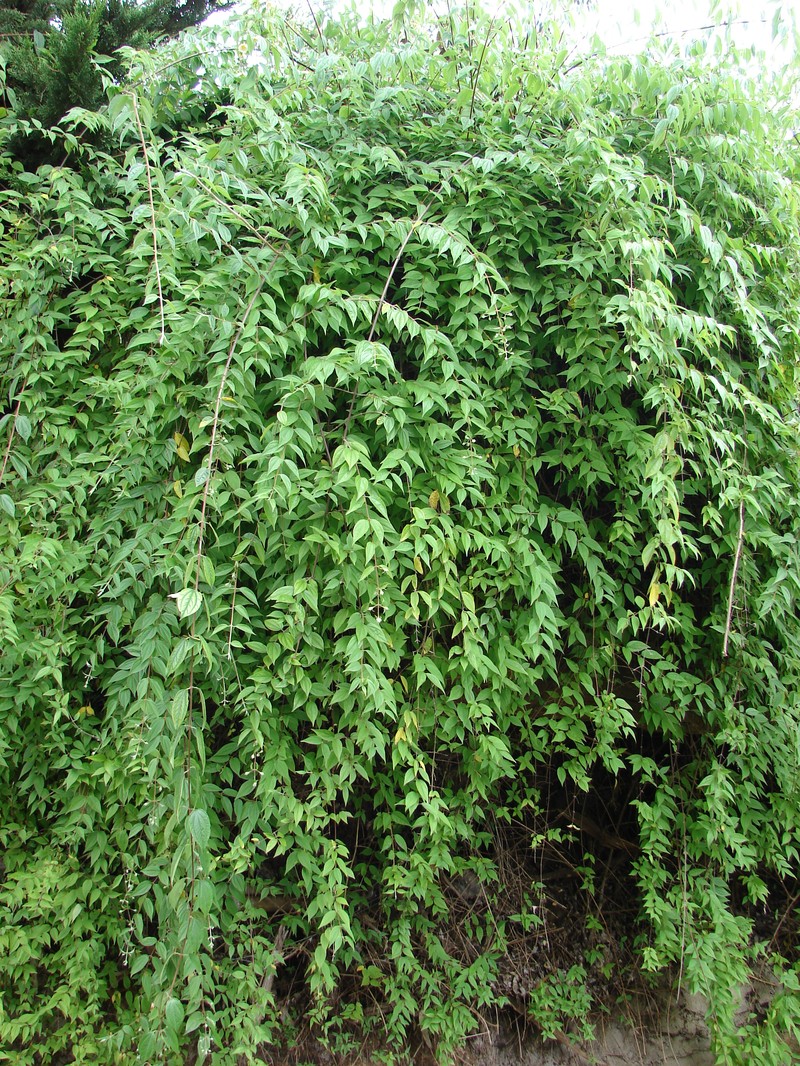 Evergreen Mock Orange