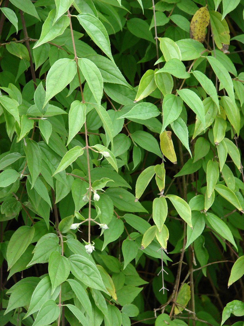 Evergreen Mock Orange photo 3