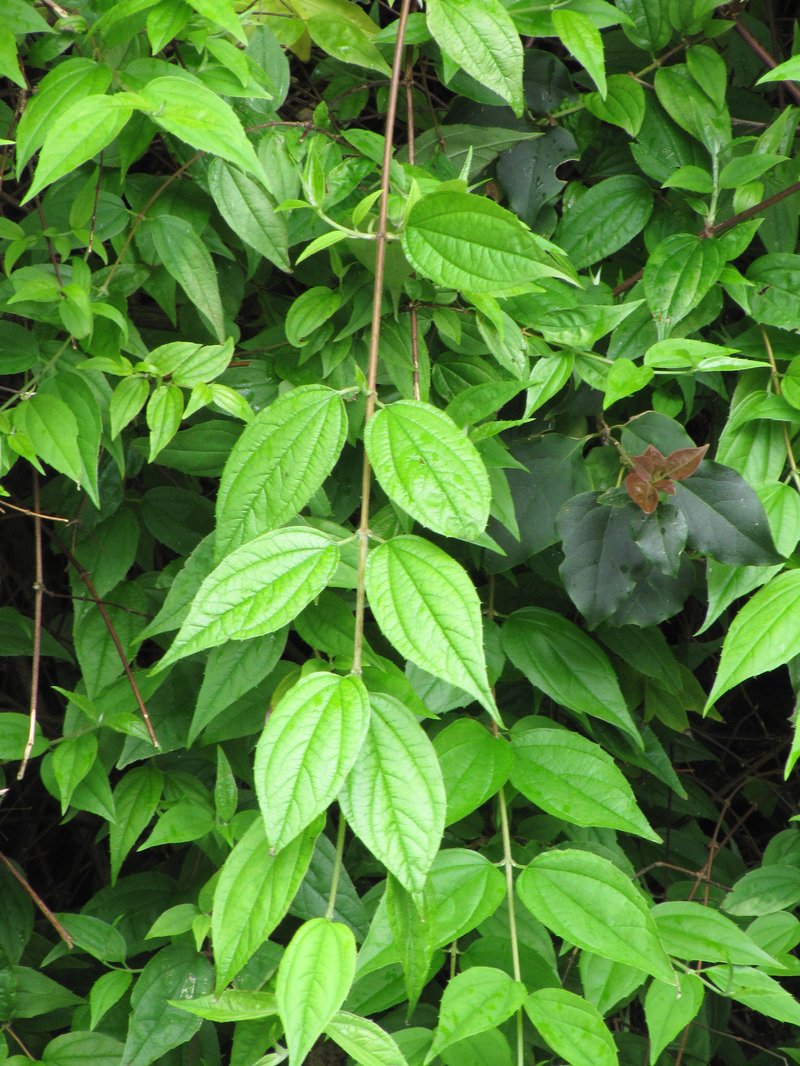 Evergreen Mock Orange photo 7