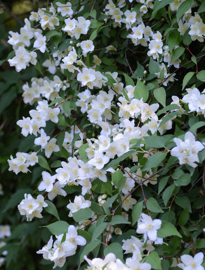 Lewis' Mock Orange photo 2
