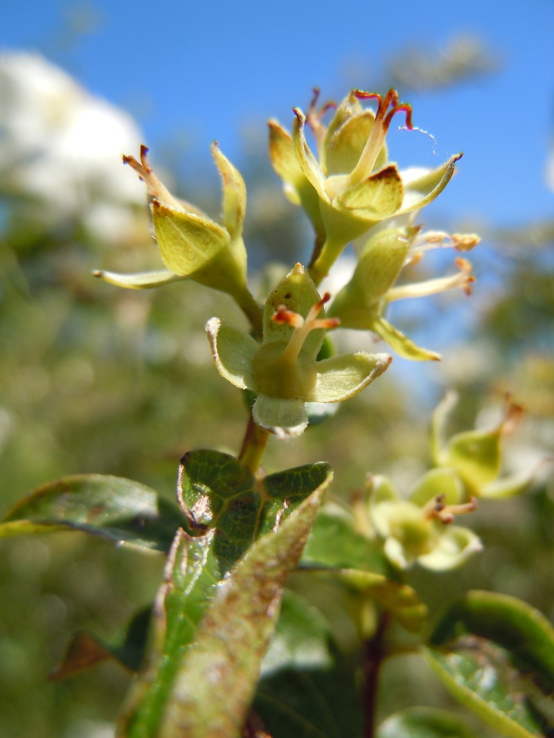 Lewis' Mock Orange photo 3