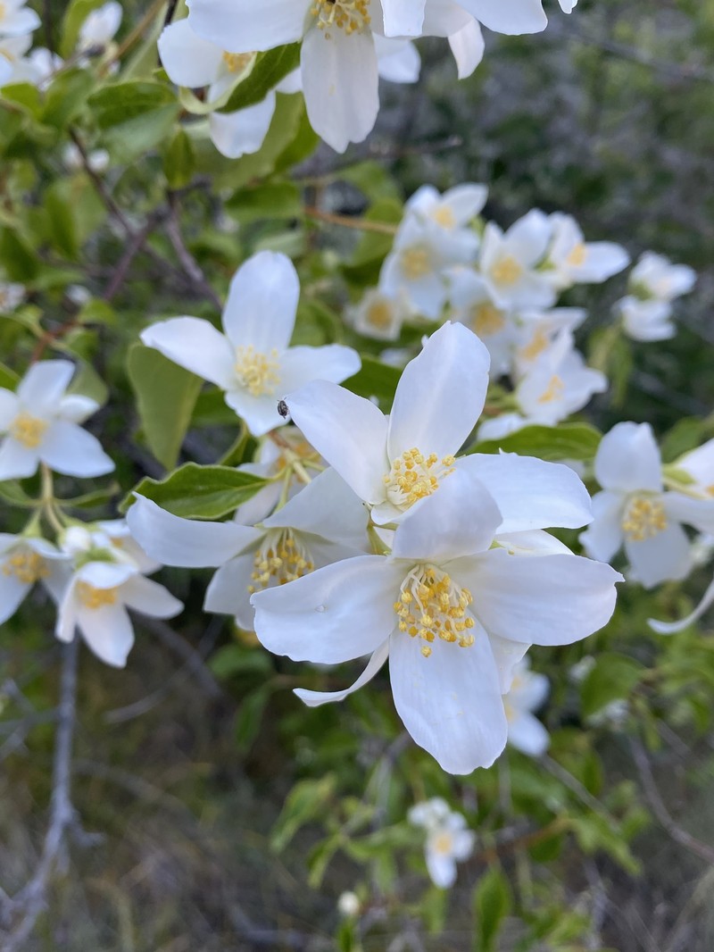 Lewis' Mock Orange photo 4