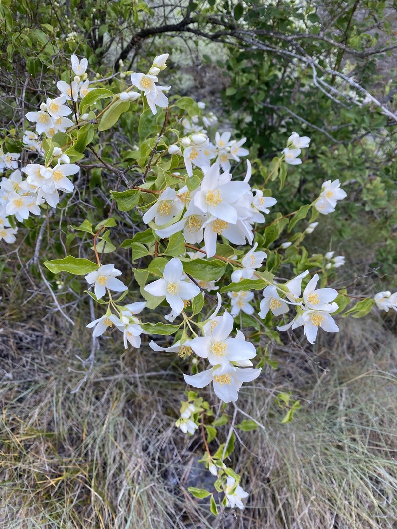 Lewis' Mock Orange photo 5