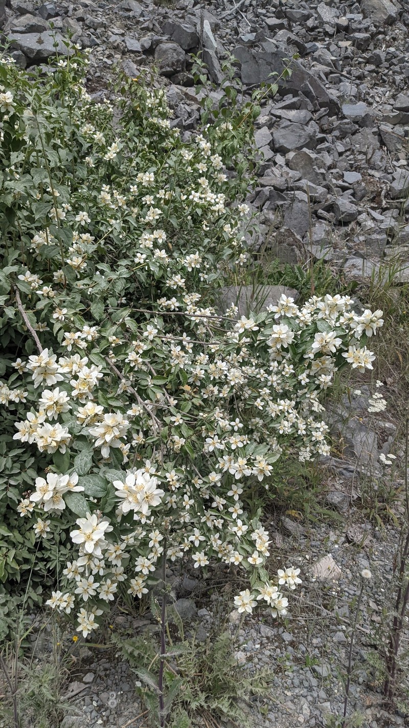 Lewis' Mock Orange photo 6