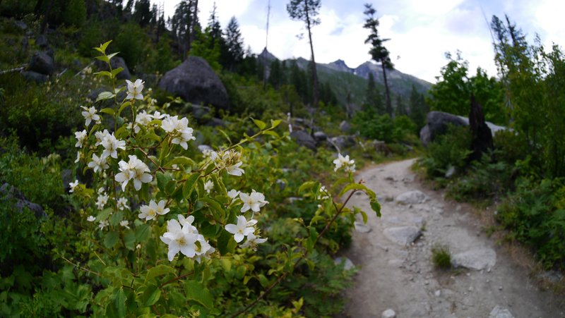Lewis' Mock Orange photo 8