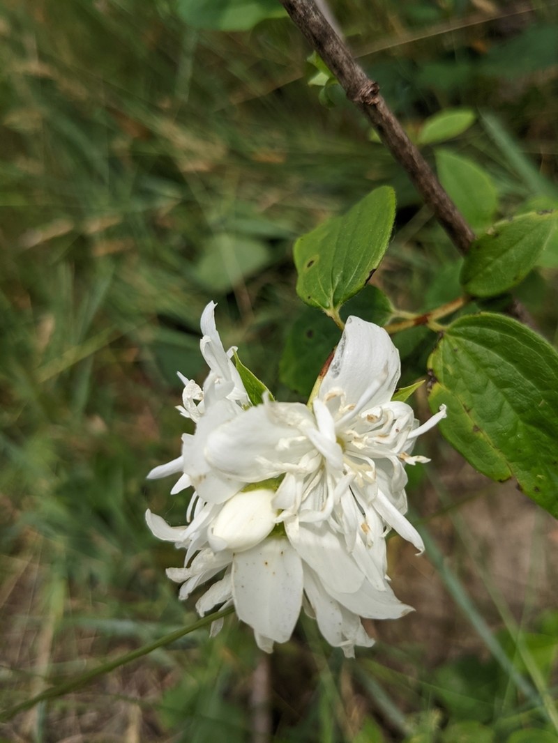 California Mock Orange photo 5