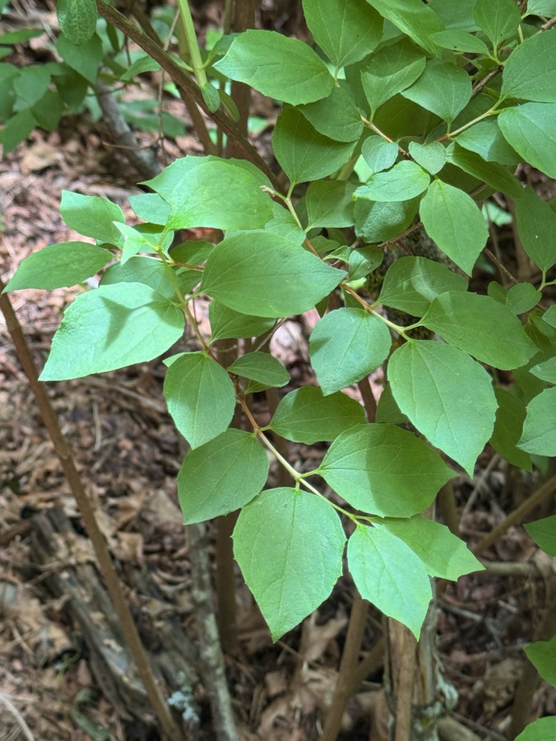 California Mock Orange photo 7