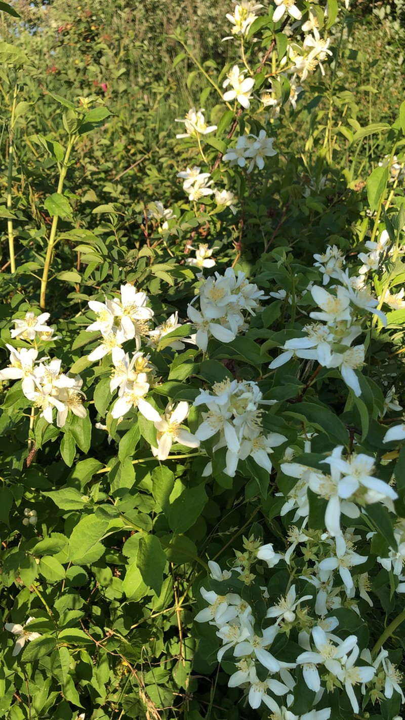 Piper's Mock Orange photo 4