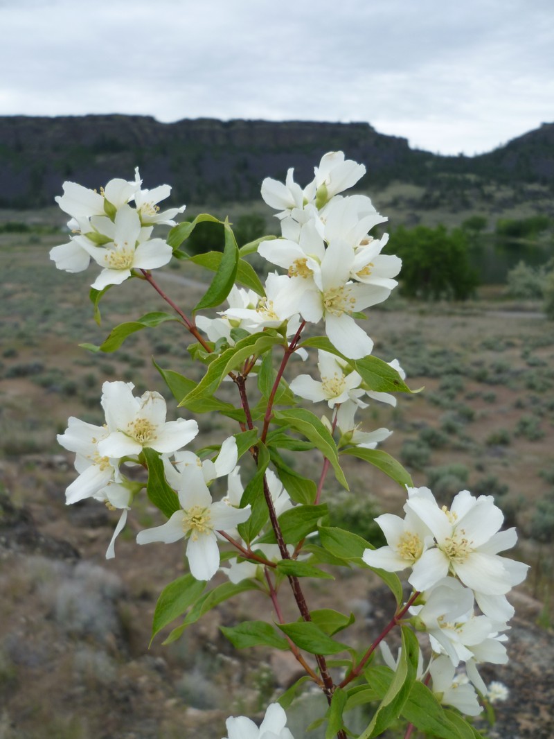 Heartleaf Mock Orange