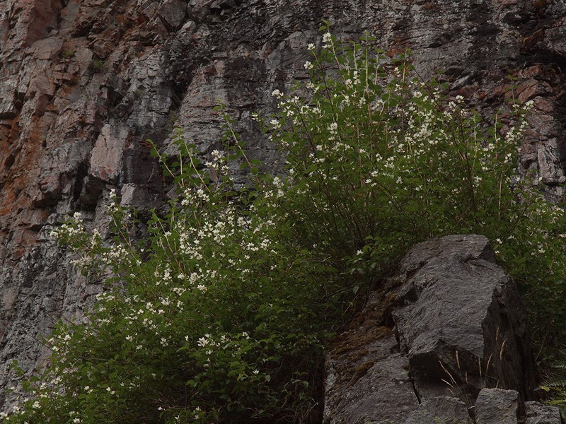 Zeller's Mock Orange photo 6