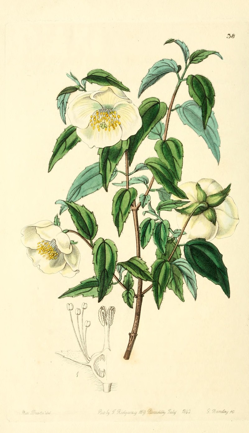 Spotted Mock Orange