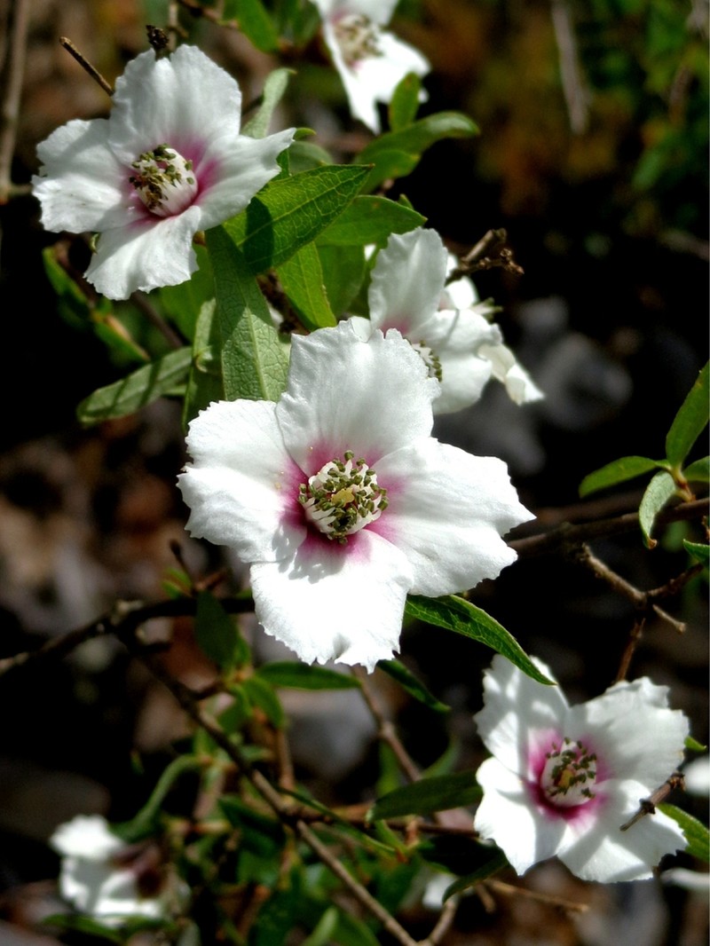 Spotted Mock Orange