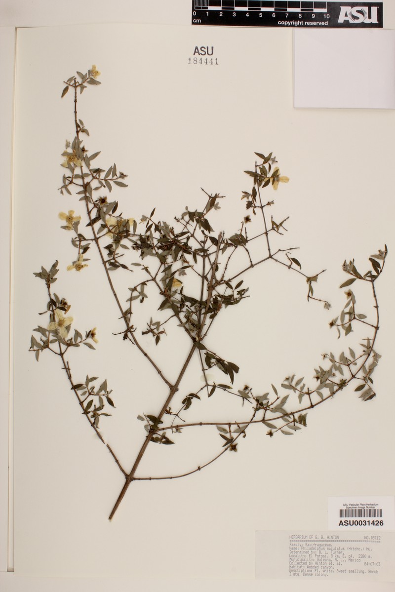 Spotted Mock Orange photo 2