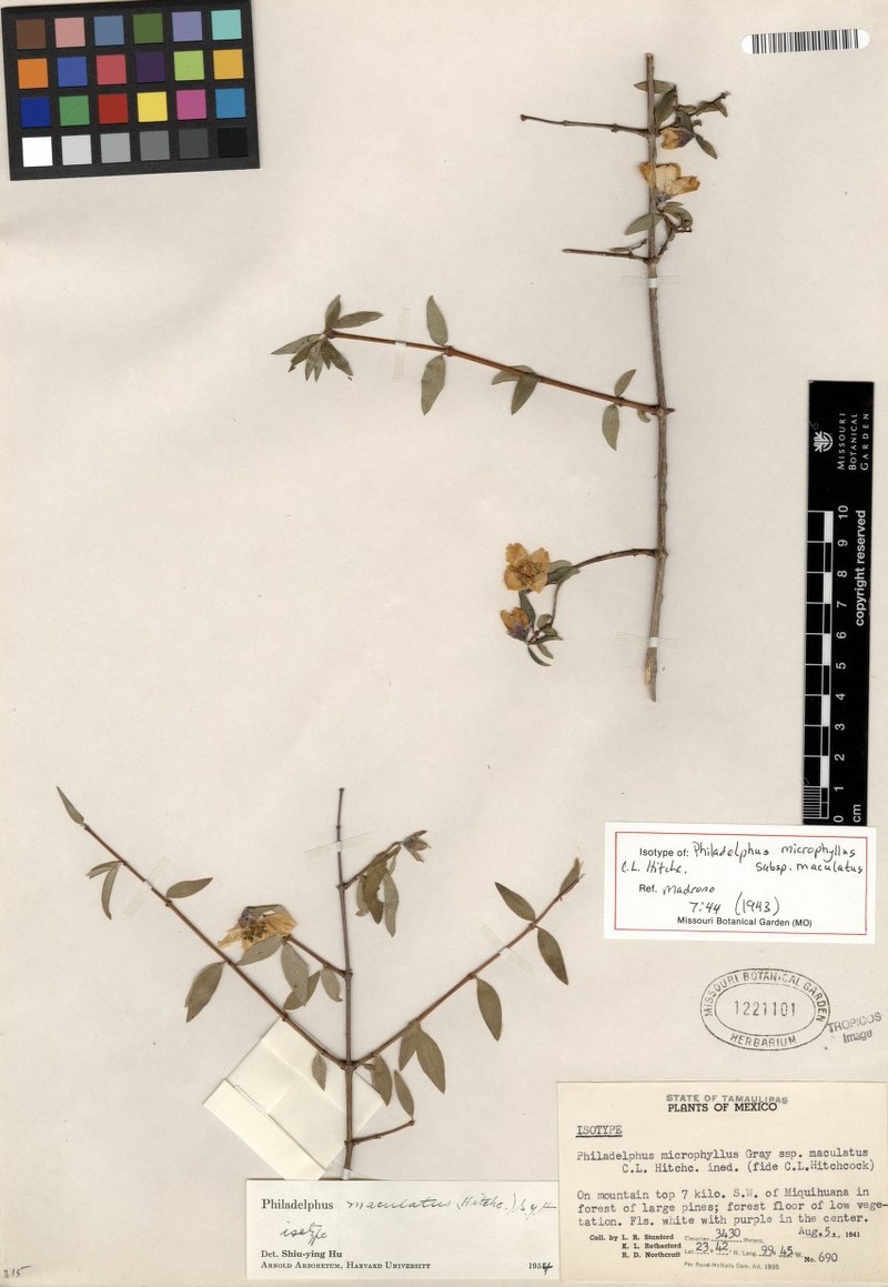 Spotted Mock Orange photo 3