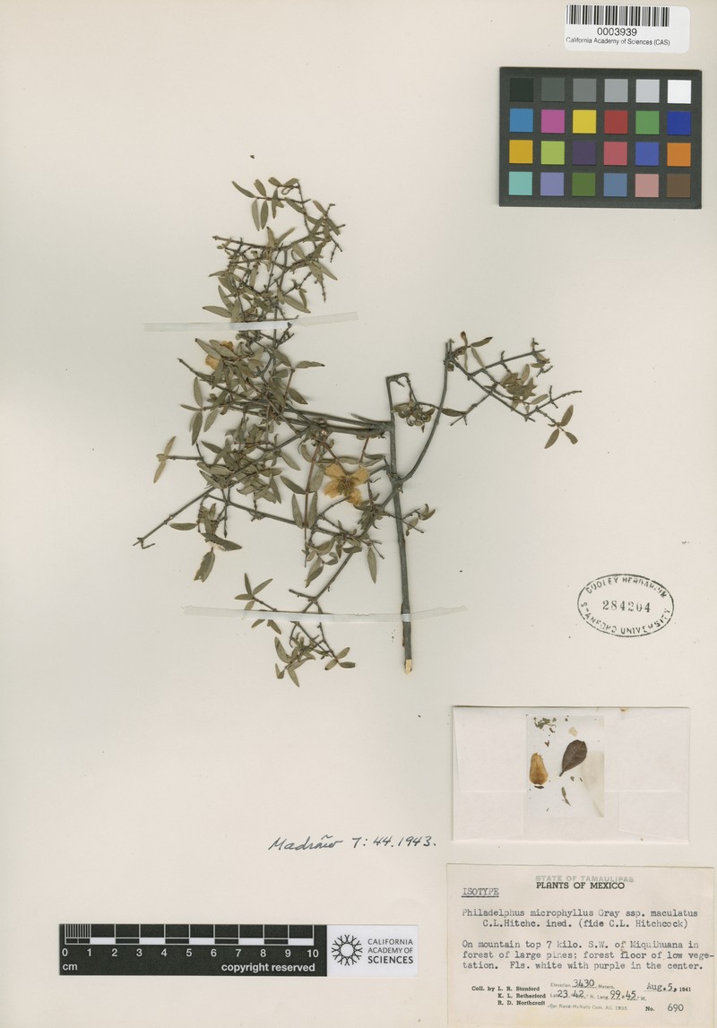Spotted Mock Orange photo 4