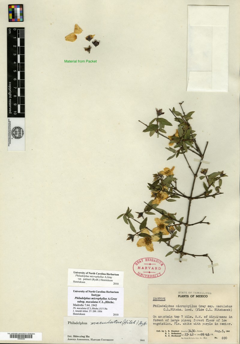 Spotted Mock Orange photo 5