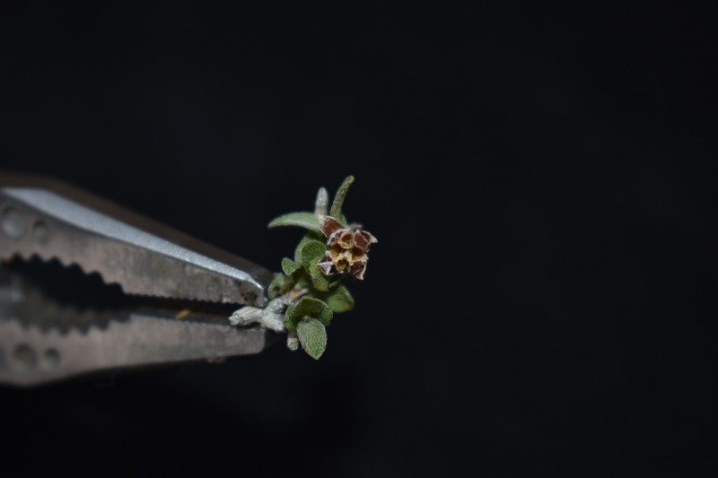 Hitchcock's Mock Orange photo 2