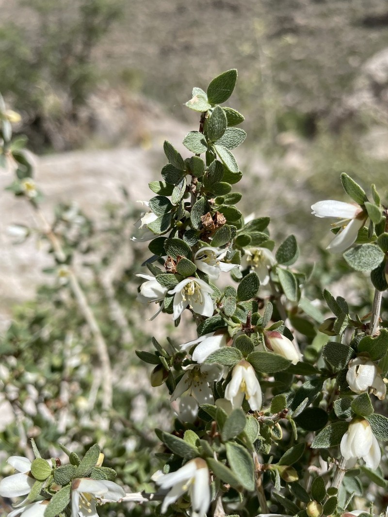 Mearns' Mock Orange photo 3