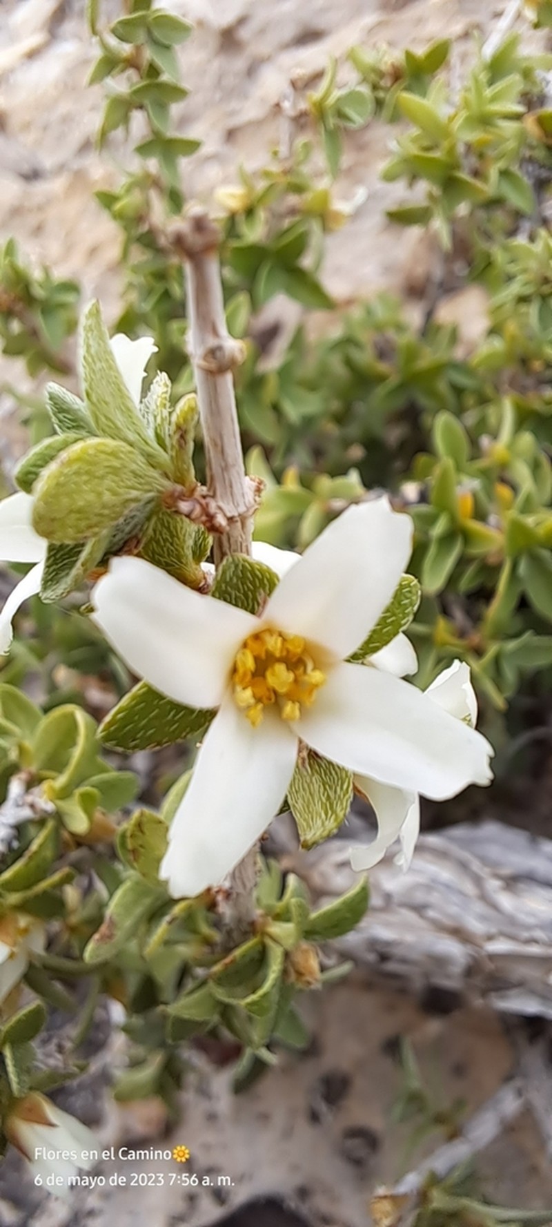 Mearns' Mock Orange photo 4