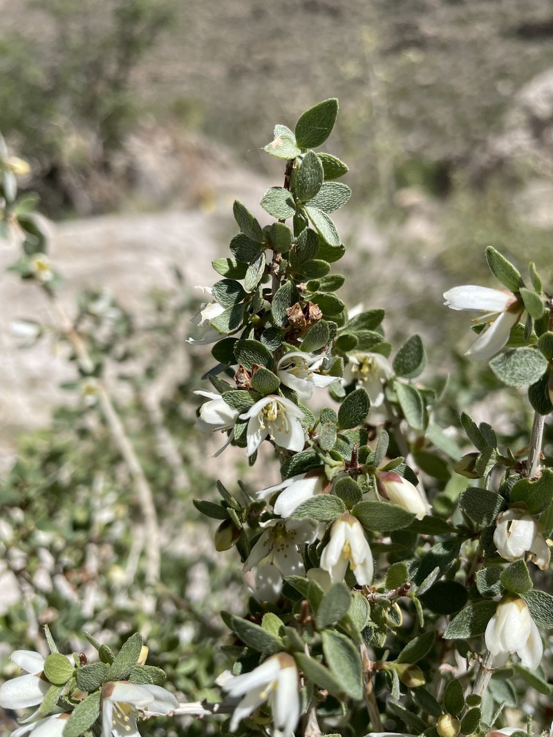 Mearns' Mock Orange photo 6