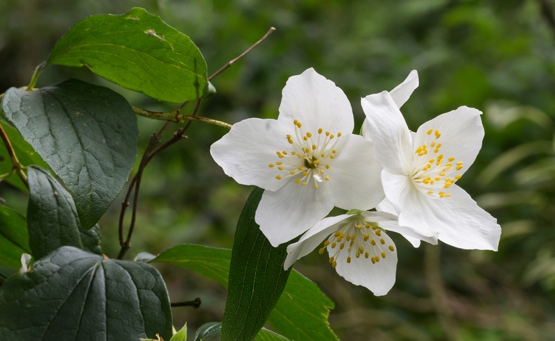 Littleleaf Mock Orange photo 2