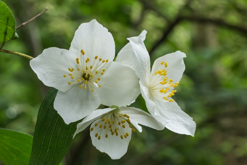Littleleaf Mock Orange photo 3