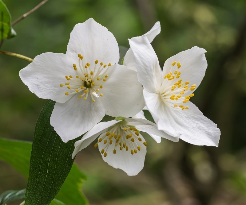 Littleleaf Mock Orange photo 4