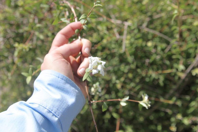 Littleleaf Mock Orange photo 2