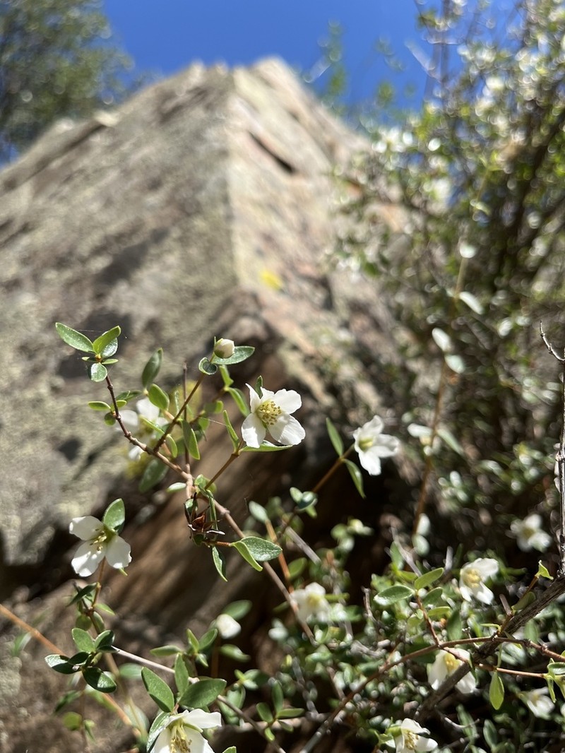 Littleleaf Mock Orange photo 4