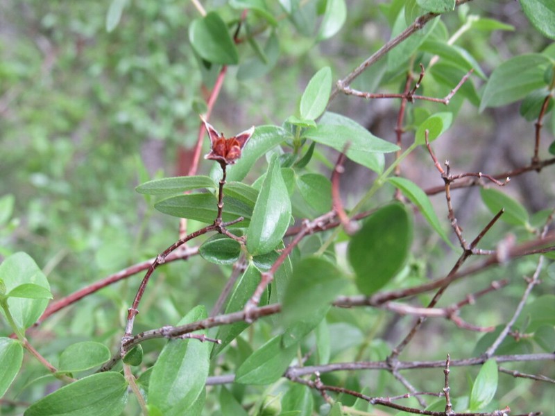 Littleleaf Mock Orange photo 5