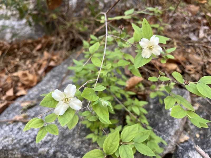 Littleleaf Mock Orange photo 6
