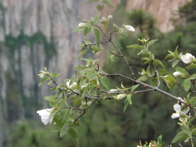 Littleleaf Mock Orange photo 7