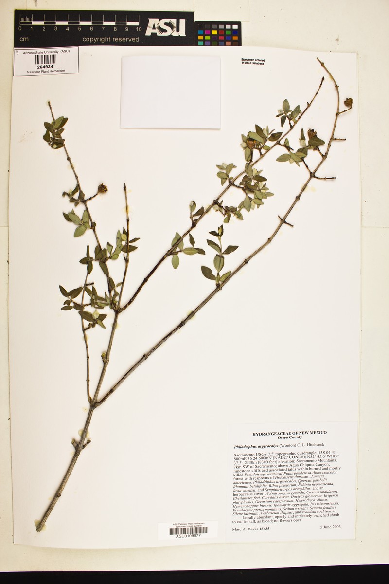 Silvercup Mock Orange